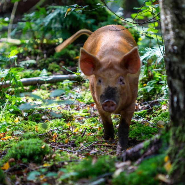 Boeren in het Bos Rillette Chorizo van Wilde Bosvarkens