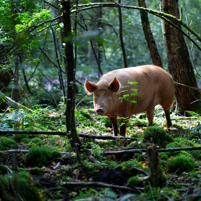 Boeren in het Bos Spekdobbels Bosvarken