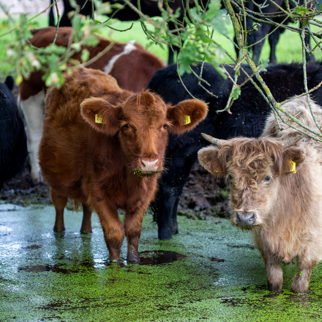 Boeren in het Bos Droge worst van Grasgevoerd rund