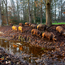 Boeren in het Bos Lomo Bosvarken