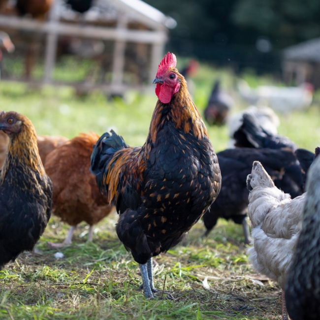 Boeren in het Bos Kippenpoot voor de stoof