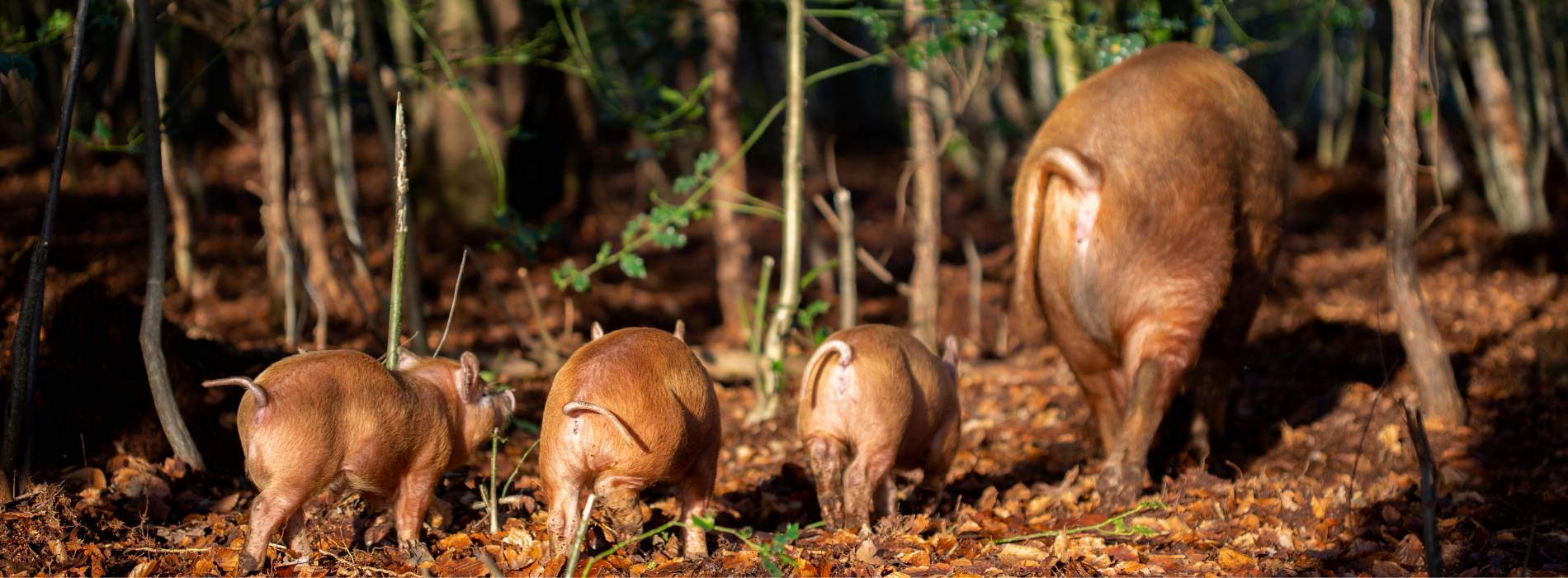 Wild bosvarkensvlees
