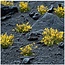 Yellow Flowers