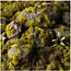 Moss