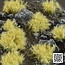 Beige 6mm - Wild