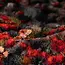 Alien Blood Moon Grass