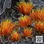Alien Fire Tuft