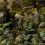 Laser Plants - Bracken