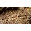 Tiny Beige 2mm