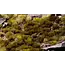 Swamp 4mm - Wild