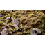 Autumn 5mm - Wild