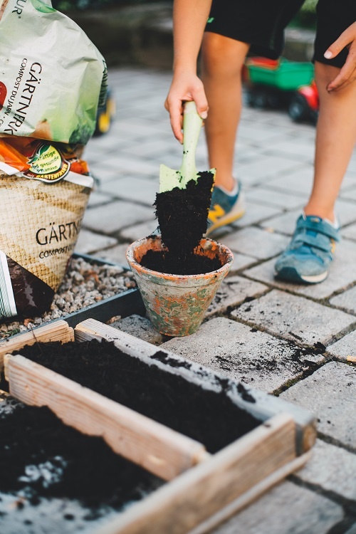 A beginner's guide to growing your own vegetables