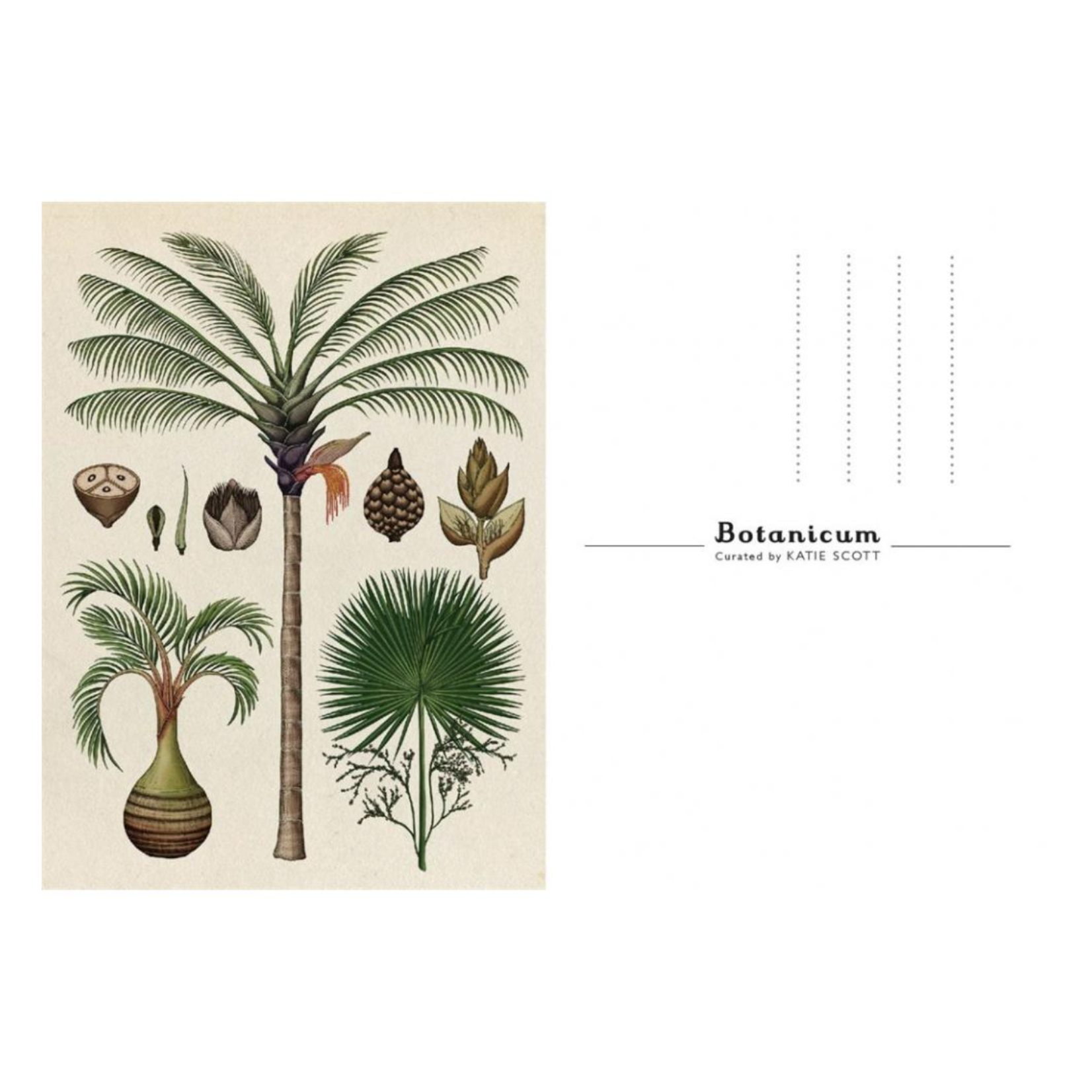 Welcome To The Museum - Botanicum postkaart box