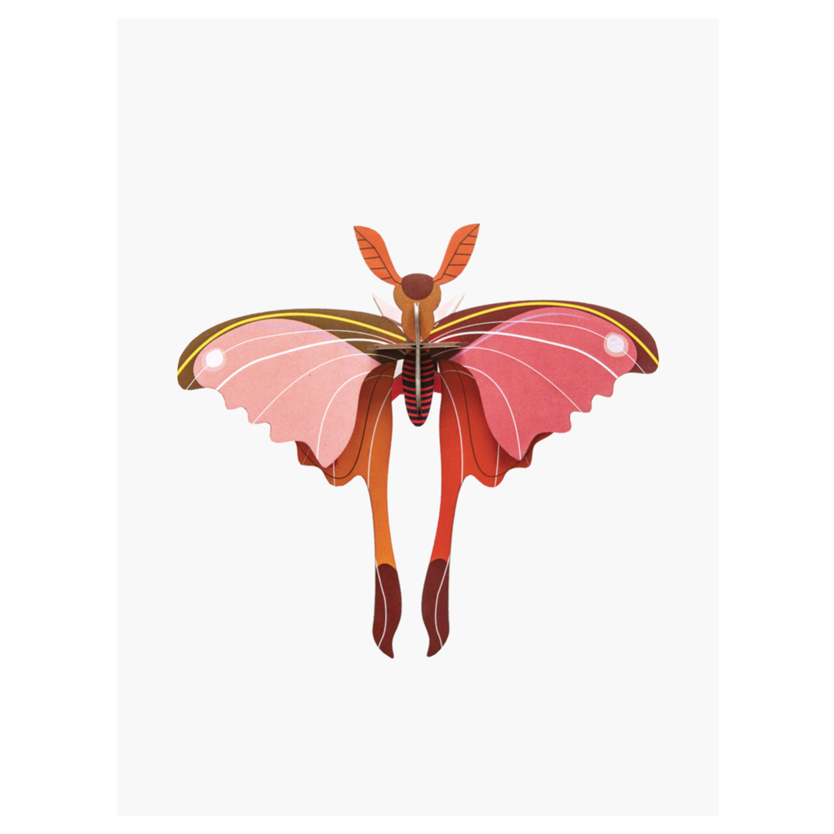 Small insects, Pink Comet Butterfly