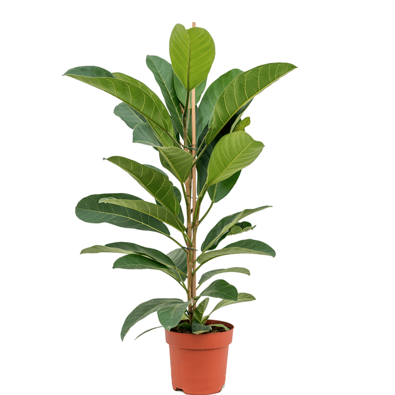 Ficus benghalensis 'Roy'