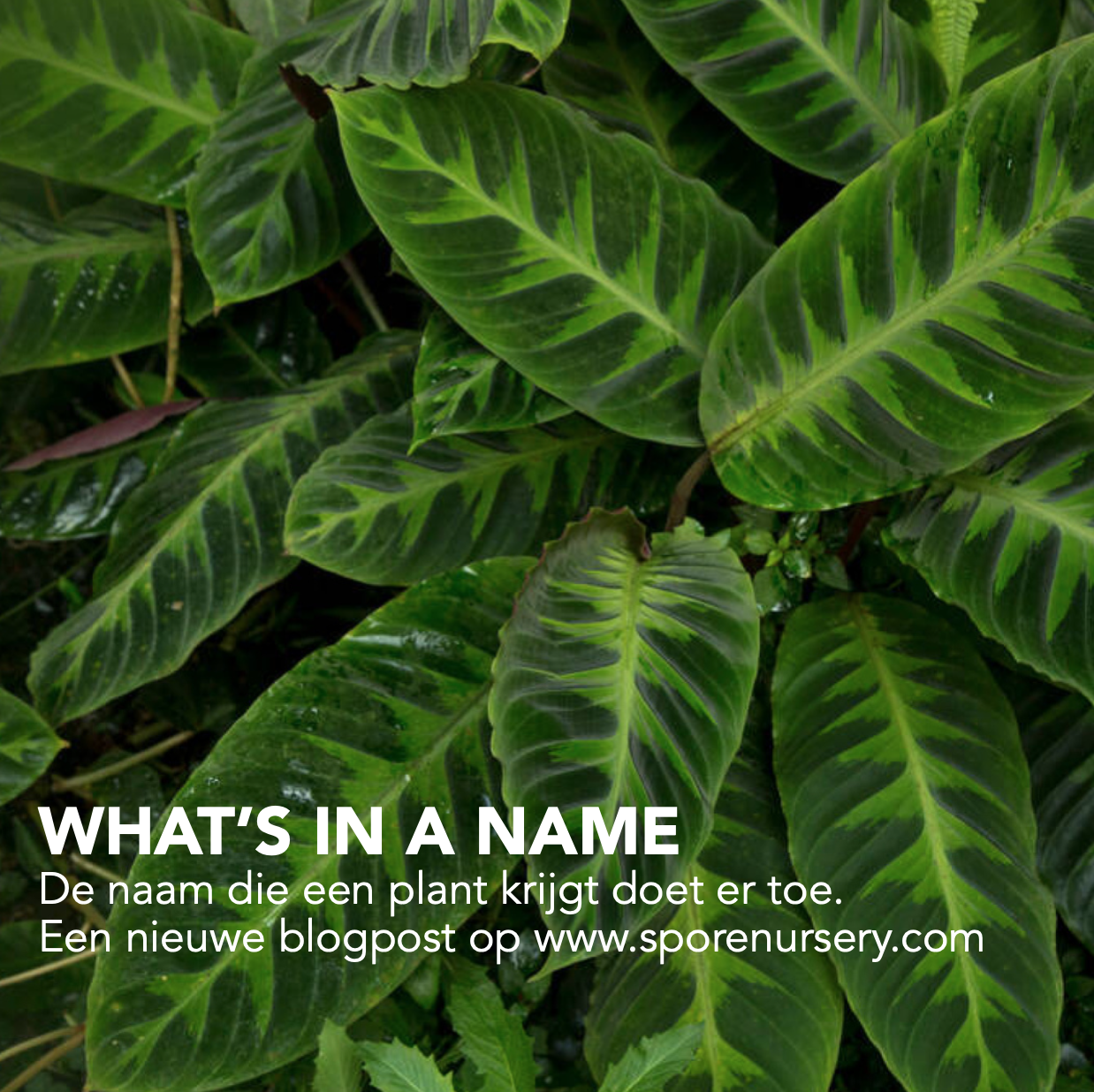 What's in a name?