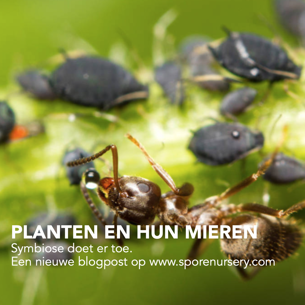 Planten en hun mieren