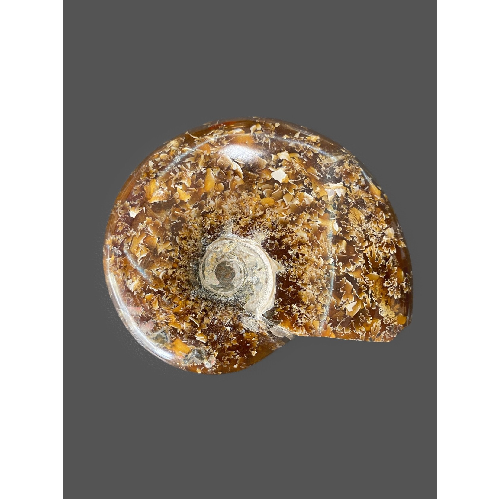 Ammonite med. 240grs.
