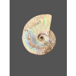 Ammonite opalizado