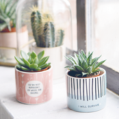 Blumentopf, "Ich bin nicht vertrocknet. Ich wachse knusprig" Blumentopf, "Ich bin nicht vertrocknet. Ich wachse knusprig"