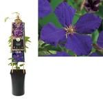 Clematis 'Jackmanii' (Bosrank)