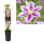 Clematis 'Piilu' (Bosrank)