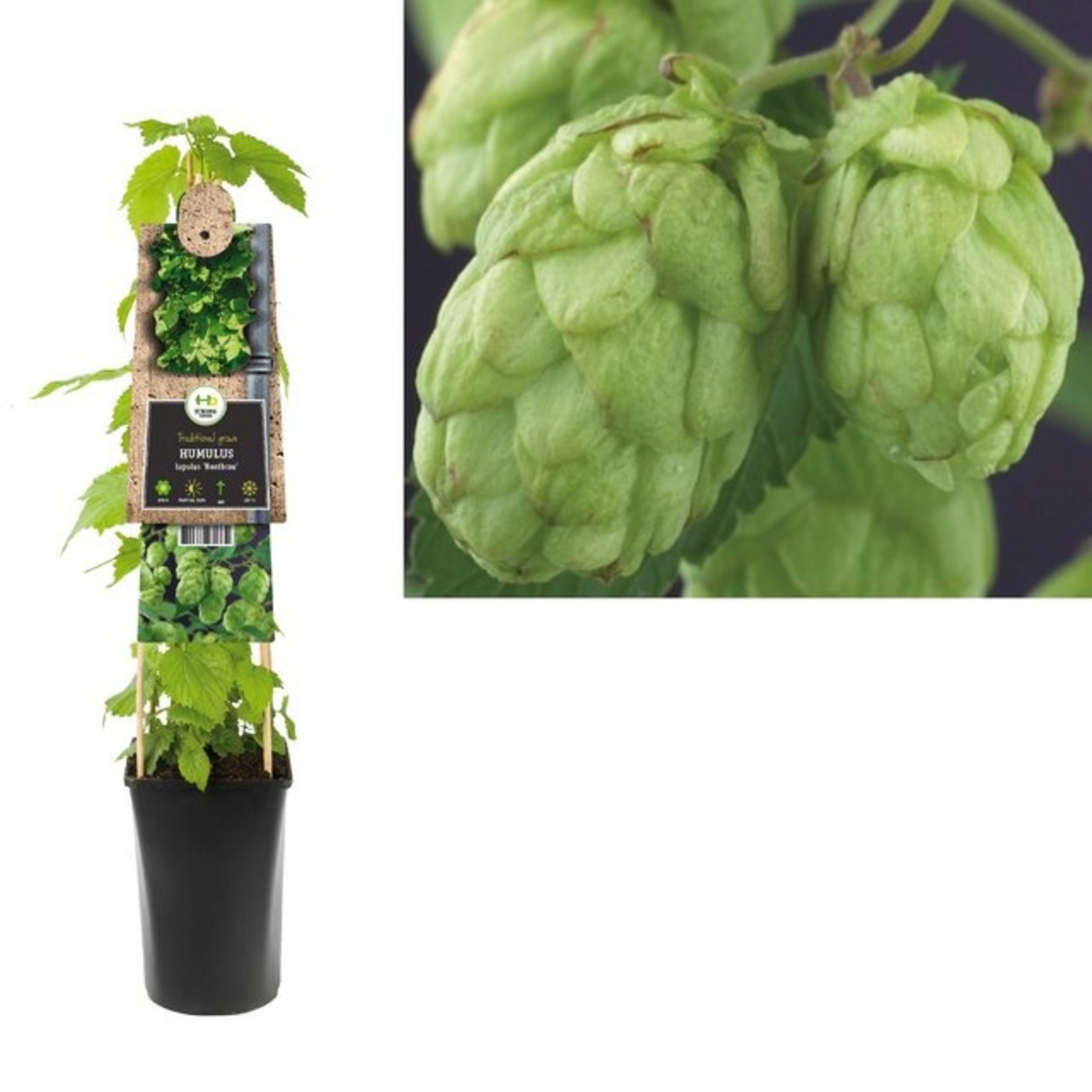 Humulus lupulus (hopplant)