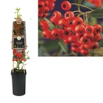 Pyracantha c. 'Red Column' (vuurdoorn)