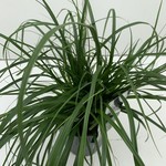 Carex oshimensis 'Evergreen' (Groenbladige zegge)