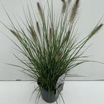 Pennisetum alopecuroides 'Hameln' (Lampenpoetsersgras)