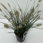 Pennisetum alopecuroides 'Little Bunny' (mini Lampenpoetsersgras)