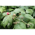 Rubus idaeus 'Malling Promise' (Zomerframboos)