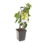 Vitis 'Bianca' (Witte druif)