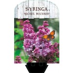Syringa vulgaris 'Michel Buchner' (Sering)