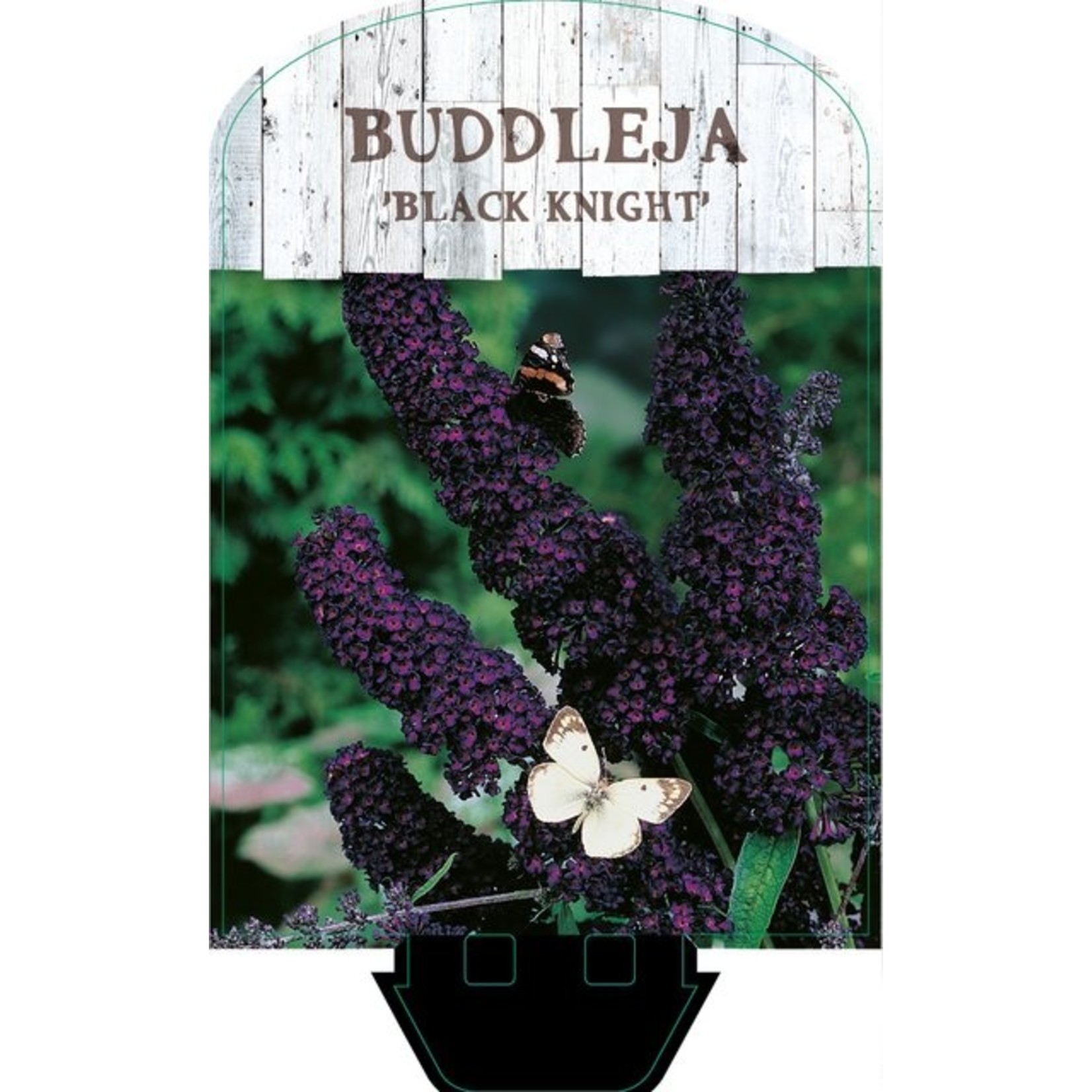 Buddleja davidii 'Black Knight' (Donkerpaarse Vlinderstruik)