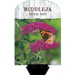 Buddleja davidii 'Royal Red' (Vlinderstruik)