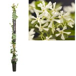 Long & Strong Trachelospermum jasminoides (Toscaanse Jasmijn)