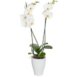 Boeket Orchidee in pot