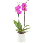 Boeket Orchidee in een pot