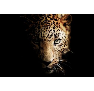 Ter Halle Glasschilderij 120x80cm The face of the Leopard