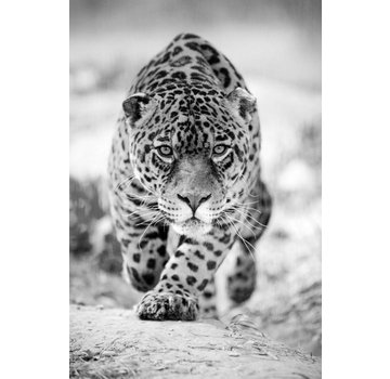 Ter Halle Glasschilderij 80x120cm the Black and White Leopard