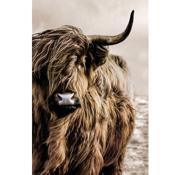 Ter Halle Glasschilderij 80x120x0.4 Scottish Highlander