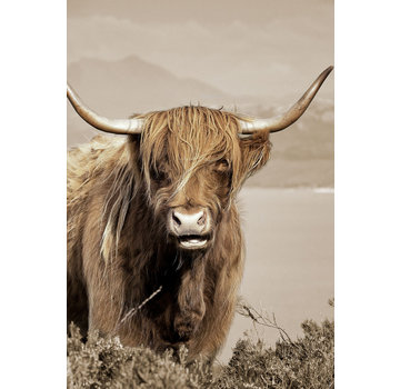 Ter Halle Glasschilderij 160x110x0.4 Scottish Highlander ll