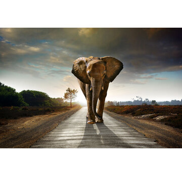 Ter Halle Glasschilderij 120x80cm Elephant on a sunny road