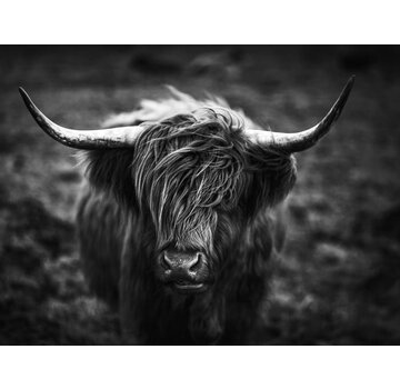 Ter Halle Glasschilderij 120x80cm Schotse hooglander
