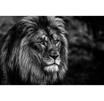 Ter Halle Glasschilderij 120x80cm Lion black and white