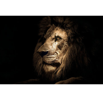 Glasschilderij 120x80cm the Face of the Lion