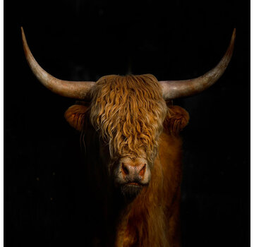 Glasschilderij 80x80cm the Highlander