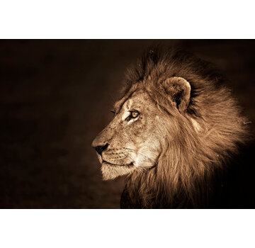 Ter Halle Glasschilderij 120x80x0.4 Side view lion head