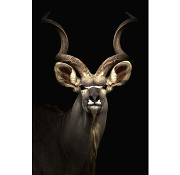 Ter Halle Glasschilderij 80x120x0.4 Koedoe